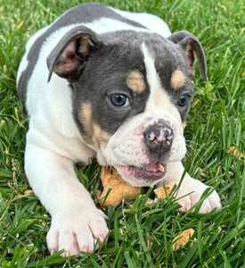 Tina - Female English Bulldog Puppy [CLAIMED]