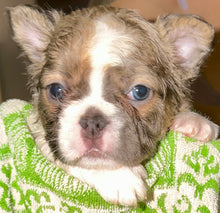 Load image into Gallery viewer, “Pandora” Female Fluffy Panda Pied French Bulldog [HOLDING]