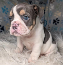 Load image into Gallery viewer, Tina - Female English Bulldog Puppy