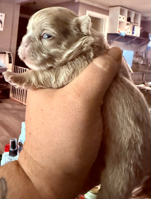 “Mocha” - Isabella Fluffy French Bulldog, Female [CLAIMED]