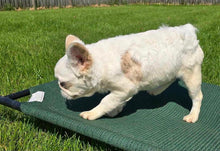 Load image into Gallery viewer, Macadamia - French Bulldog Sub-Adult Fluffy Female ( &gt;1 Year Old )