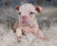 Load image into Gallery viewer, Louise - Female English Bulldog Puppy (HOLDING)