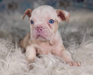 Louise - Female English Bulldog Puppy (HOLDING)