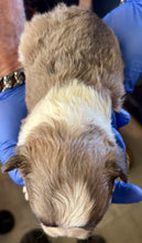 Load image into Gallery viewer, “Pandora” Female Fluffy Panda Pied French Bulldog [HOLDING]