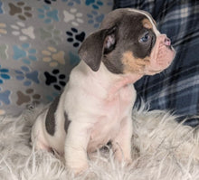 Load image into Gallery viewer, Tina - Female English Bulldog Puppy