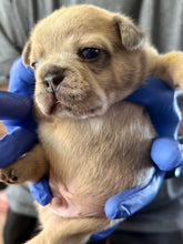 Load image into Gallery viewer, “Biscuit” Male Merle French Bulldog [CLAIMED]