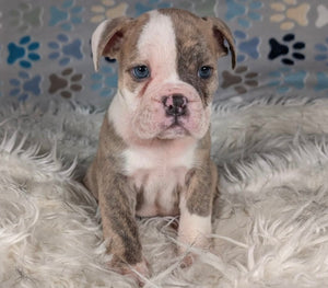 Linda - Female English Bulldog Puppy