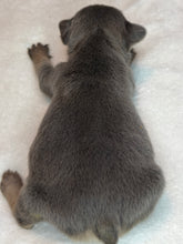 Load image into Gallery viewer, Blue &amp; Tan Female French Bulldog Puppy [AVAILABLE]