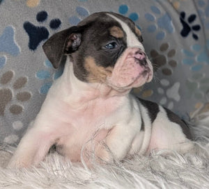 Tina - Female English Bulldog Puppy