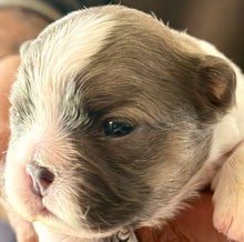 Load image into Gallery viewer, “Pandora” Female Fluffy Panda Pied French Bulldog [HOLDING]