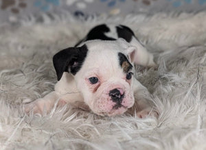 Bob - Male English Bulldog Puppy