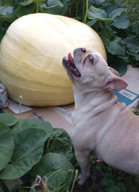 Ingrid - Cream French Bulldog, 2yo Female