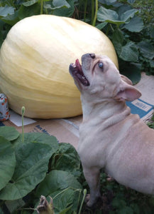 Ingrid - Cream French Bulldog, 2yo Female
