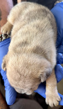 Load image into Gallery viewer, “Biscuit” Male Merle French Bulldog [CLAIMED]
