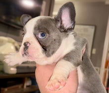 Load image into Gallery viewer, “Husky” French Bulldog Female