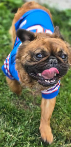 Samsquanch - Red Fawn Fluffy French Bulldog, 4yo Male