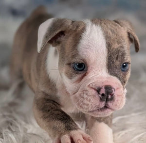 Linda - Female English Bulldog Puppy