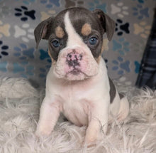 Load image into Gallery viewer, Tina - Female English Bulldog Puppy