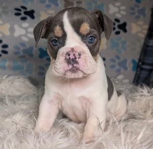 Tina - Female English Bulldog Puppy