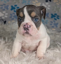 Load image into Gallery viewer, Tina - Female English Bulldog Puppy