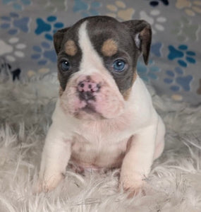 Tina - Female English Bulldog Puppy