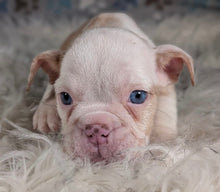 Load image into Gallery viewer, Louise - Female English Bulldog Puppy (HOLDING)