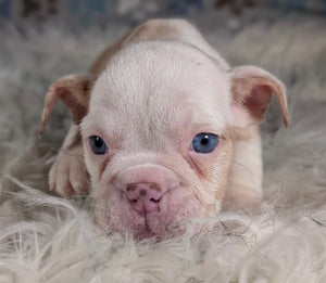 Louise - Female English Bulldog Puppy (HOLDING)