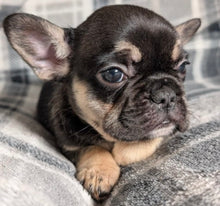 Load image into Gallery viewer, Mary - Female French Bulldog Puppy (HOLDING)