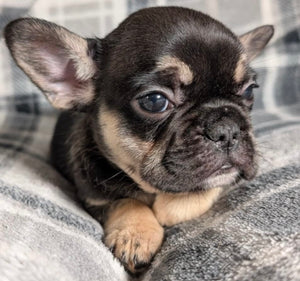 Mary - Female French Bulldog Puppy (HOLDING)