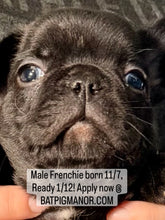 Load image into Gallery viewer, “Bert” Black French Bulldog Male [AVAILABLE]