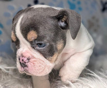 Load image into Gallery viewer, Tina - Female English Bulldog Puppy