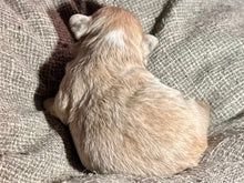 Load image into Gallery viewer, “Mocha” - Isabella Fluffy French Bulldog, Female [CLAIMED]