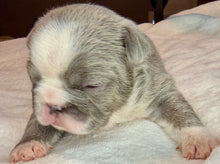 Load image into Gallery viewer, Blue Panda Pied Female French Bulldog Puppy [CLAIMED]