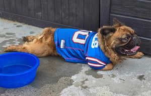 Samsquanch - Red Fawn Fluffy French Bulldog, 4yo Male