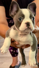 Load image into Gallery viewer, “Husky” French Bulldog Female