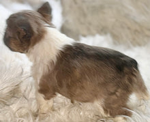 Load image into Gallery viewer, “Pandora” Female Fluffy Panda Pied French Bulldog [HOLDING]