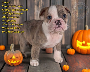 Linda - Female English Bulldog Puppy