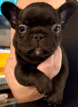 Load image into Gallery viewer, “Bert” Black French Bulldog Male [AVAILABLE]