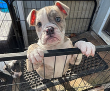 Load image into Gallery viewer, Linda - Female English Bulldog Puppy