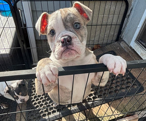 Linda - Female English Bulldog Puppy