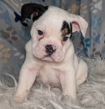 Load image into Gallery viewer, Bob - Male English Bulldog Puppy