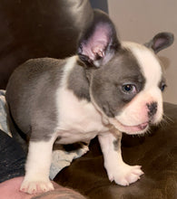Load image into Gallery viewer, “Husky” French Bulldog Female