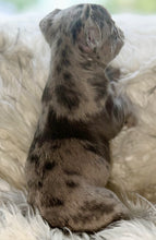 Load image into Gallery viewer, “Strudel” [CLAIMED]