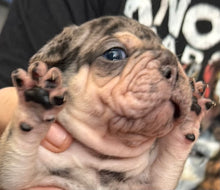 Load image into Gallery viewer, “Quill” Velvet Merle &amp; Tan Big Rope Frenchie - Male [CLAIMED]