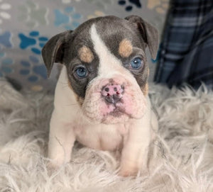 Tina - Female English Bulldog Puppy