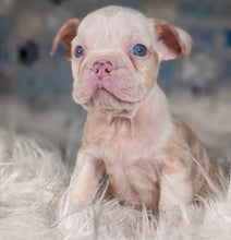 Load image into Gallery viewer, Louise - Female English Bulldog Puppy (HOLDING)