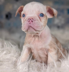 Louise - Female English Bulldog Puppy (HOLDING)