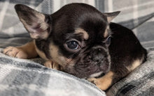 Load image into Gallery viewer, Mary - Female French Bulldog Puppy (HOLDING)