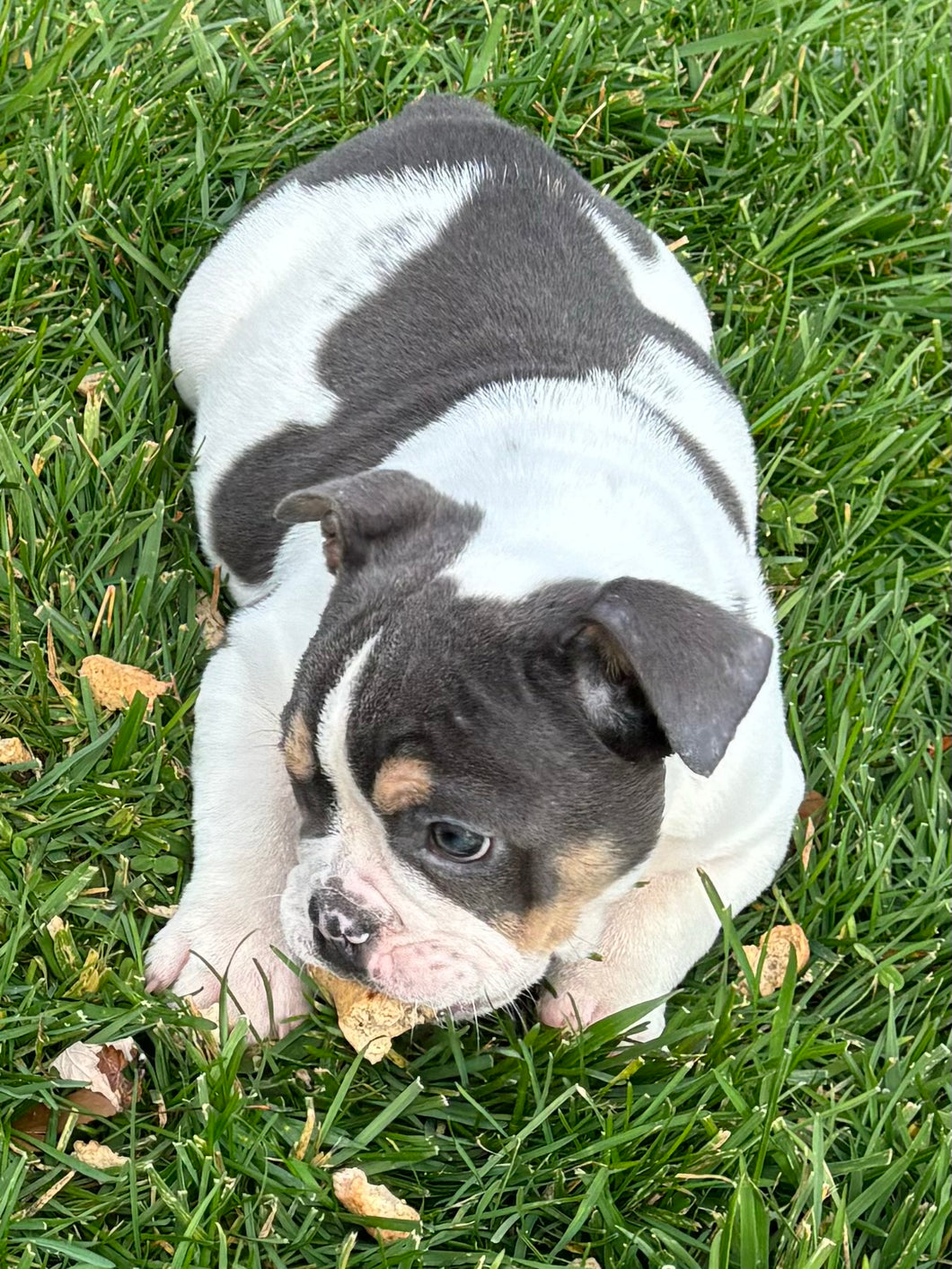 Tina - Female English Bulldog Puppy [CLAIMED]