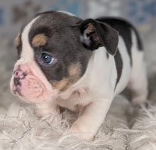 Load image into Gallery viewer, Tina - Female English Bulldog Puppy